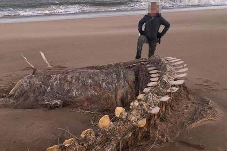 “Kjara” na obalu Škotske izbacila ostatke misterioznog stvorenja “Kjara” na obalu Škotske izbacila ostatke misterioznog stvorenja