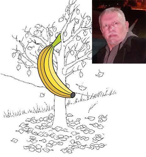 Banana stablo Banana stablo