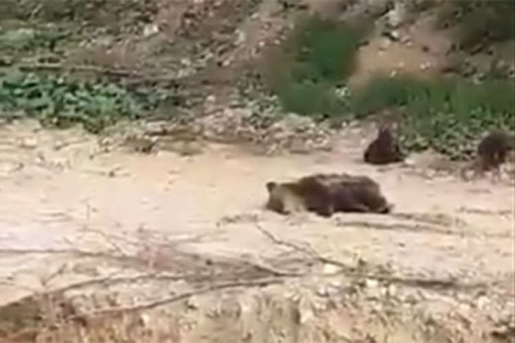 Stigao tim iz Sarajeva, medvjedicu će uspavati Stigao tim iz Sarajeva, medvjedicu će uspavati