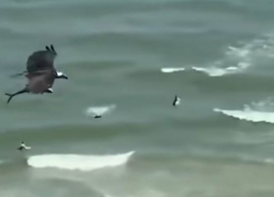 Nevjerovatan snimak: Orao je zgrabio ajkulu i preletao plažu (VIDEO)
