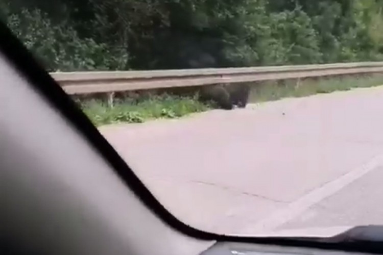 Na putu kod Pala snimljeni medvjed i dva mečeta Na putu kod Pala snimljeni medvjed i dva mečeta