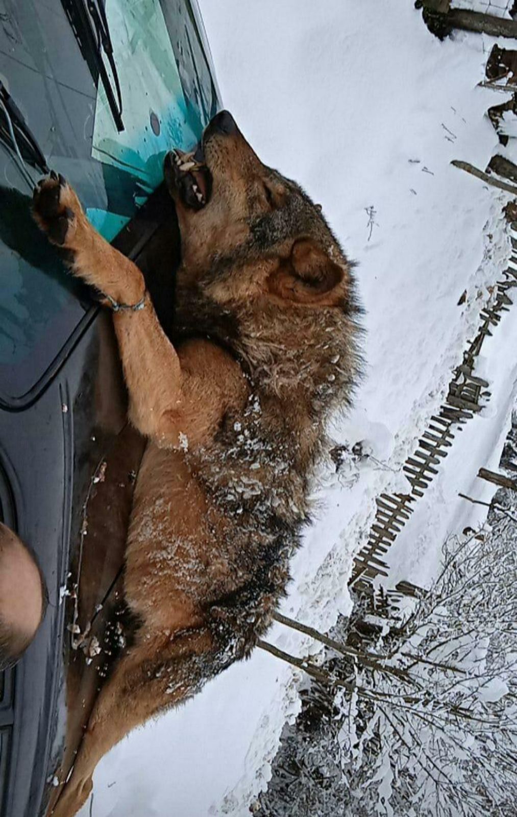 Vuci prave štetu u Čajniču Vuci prave štetu u Čajniču