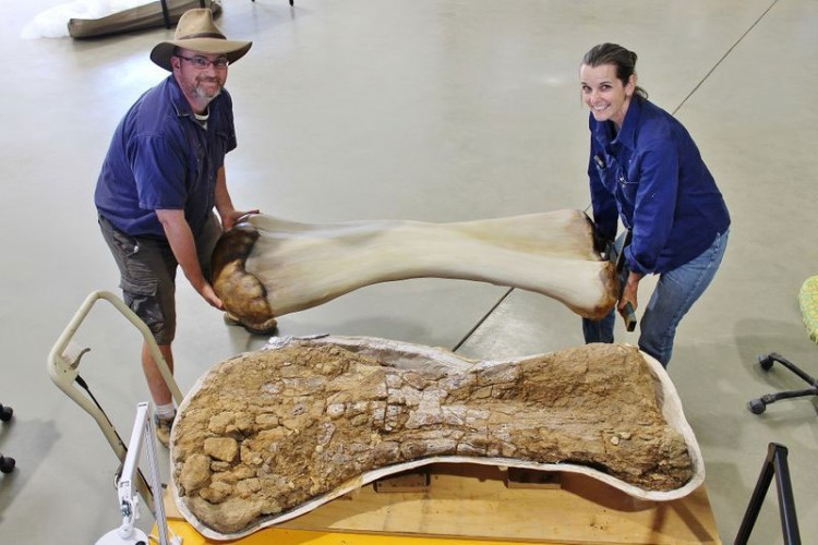 Otkrivena nova vrsta dinosaurusa u Australiji Otkrivena nova vrsta dinosaurusa u Australiji