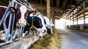 Vlada smanjila premiju za mlijeko 5 feninga, poljoprivrednici ogorčeni