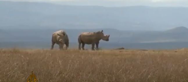 Ponovo izdaju dozvole za lov na crne nosoroge, leoparde i slonove (FOTO)