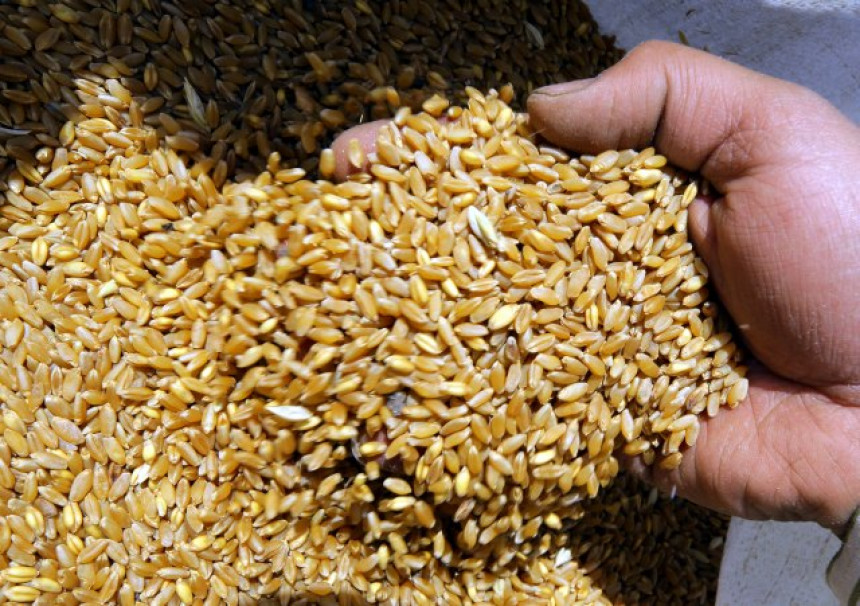 Neviđena jagma za pšenicom: Svijet ima rezerve za 27 dana