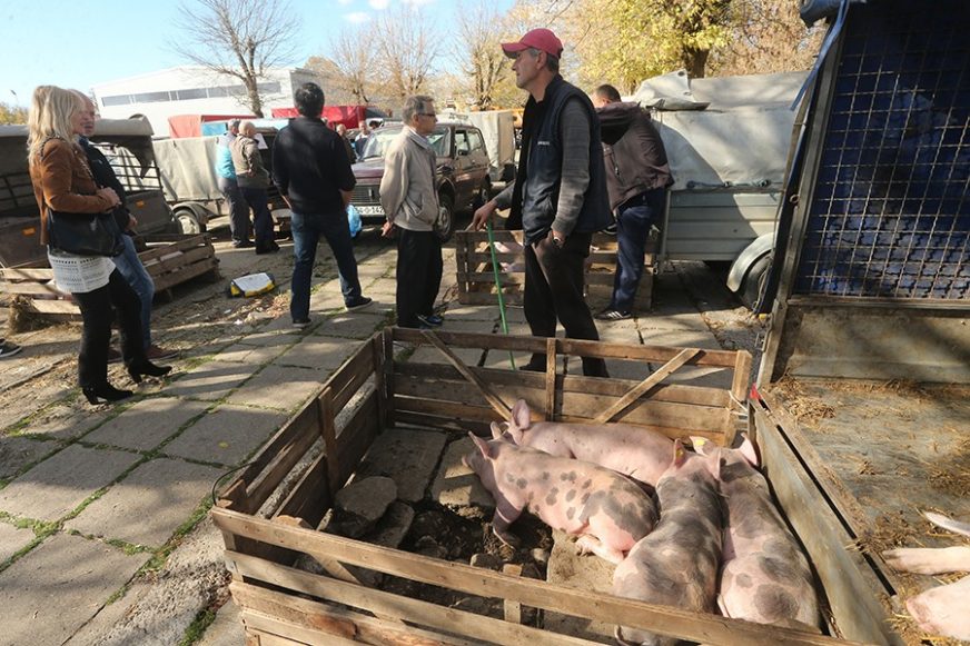 Kilogram žive vage prasića u Srpskoj opasno se približio cijeni svježeg mesa