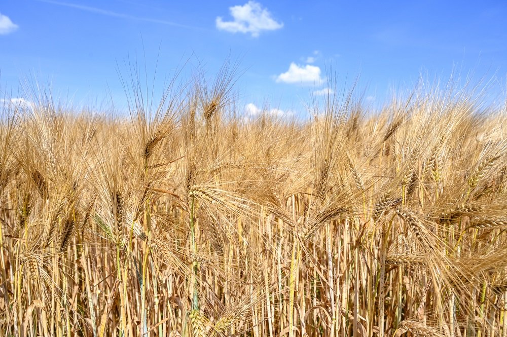 Zalihe pšenice na istorijski rekordnom nivou