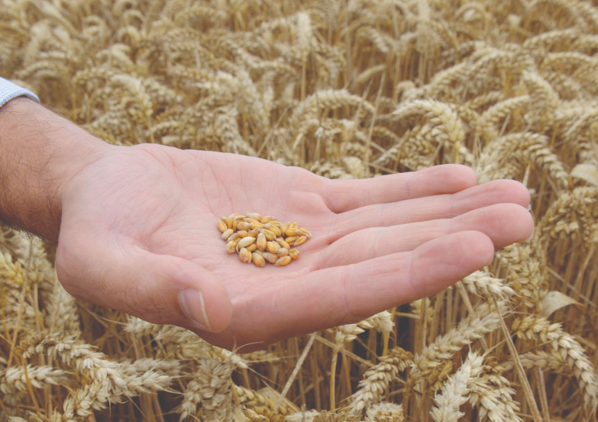 Vlast nema sluha – Uvoz guši žetvu domaće pšenice