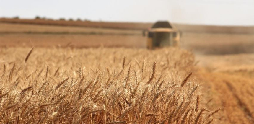Poljoprivrednici poniženi, pšenica treba biti 0,70 KM