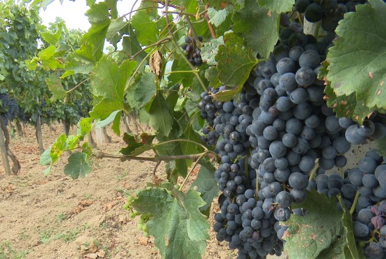 Vinogradari zadovoljno trljaju ruke, kvalitet grožđa nikad bolji