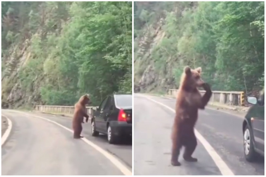 Vanredna kontrola: Medvjed zaustavio saobraćaj u CG
