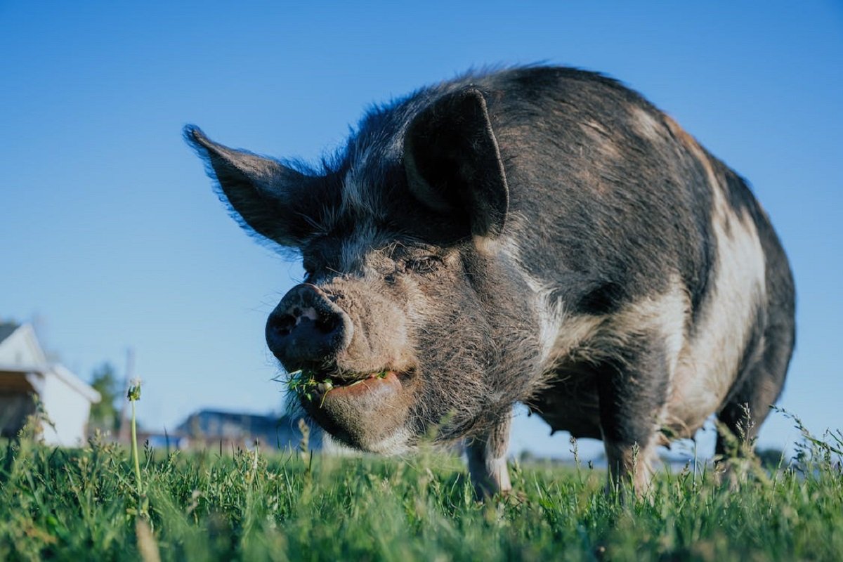 Misteriozni slučaj svinje koja je preživjela nuklearno oružje