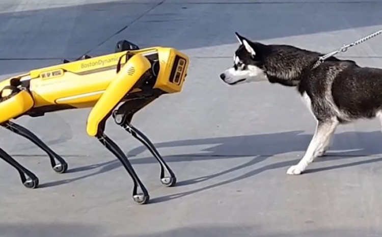 Haski se susreo s robotskim psom, potpuno ga je zbunio (VIDEO)