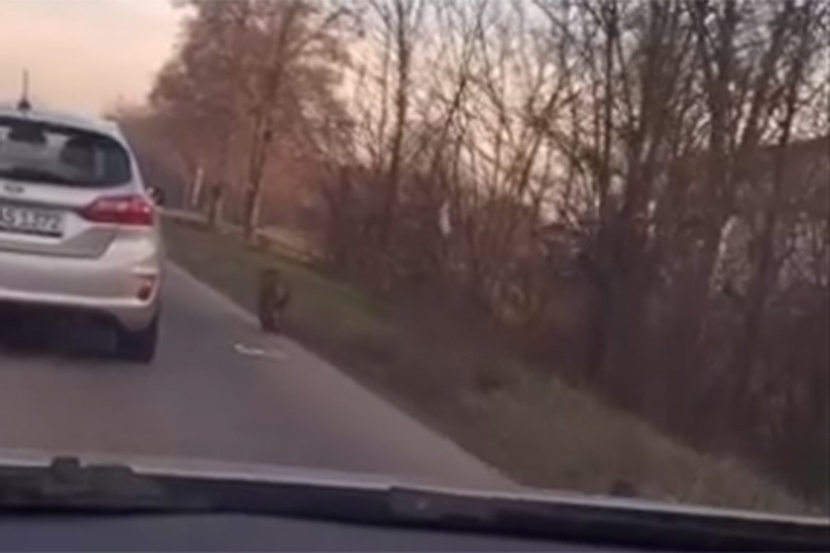 Majmun na putu između Prijedora i Banjaluke (VIDEO)