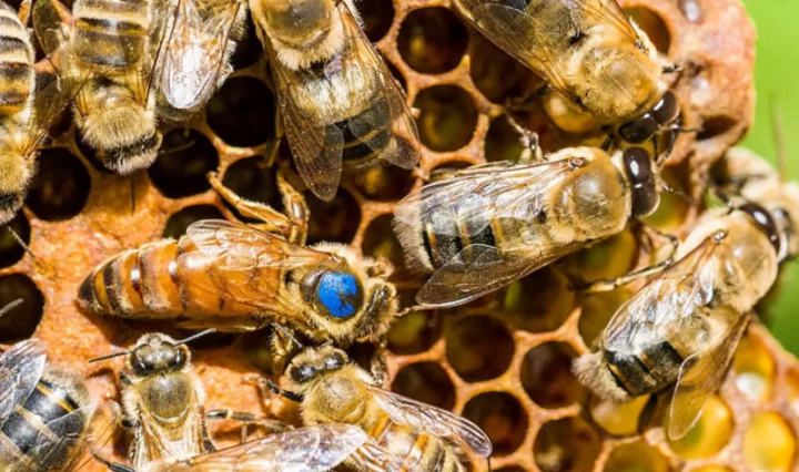 Odobrena prva vakcina za pčele u cilju sprečavanja pomora