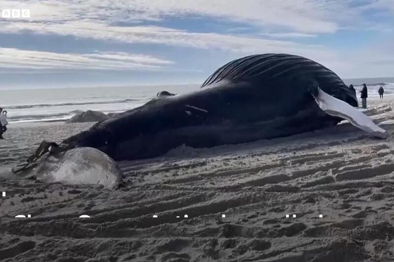More izbacilo uginulog kita na obalu u Njujorku