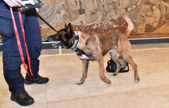 Zasluženi odmor: Srpski pas Zigi ide u penziju, odradio je dobar posao sa spasiocima u Turskoj