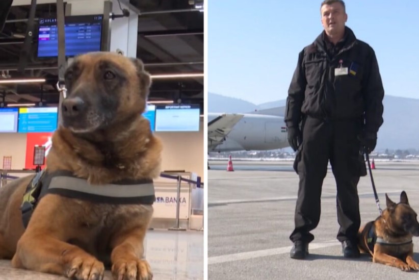 Nakon 10 godina službe ide u penziju: Pas koji radi za Graničnu policiju BiH zove se Uštipak (VIDEO)