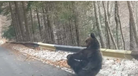 Šumar naletio na ženku mrkog medvjeda kako sjedi na asfaltu (FOTO)