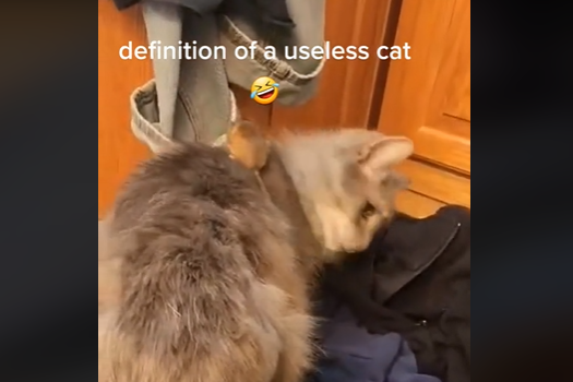 Pogledajte kako je mačka reagovala kada je vidjela miša u kući (VIDEO)