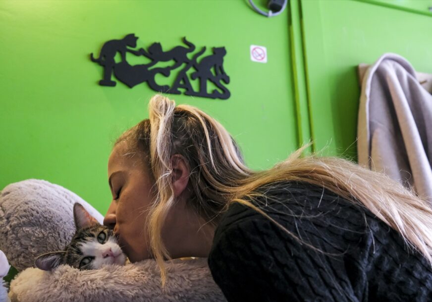 Neobični kafić u Briselu: Za 6 godina udomili 200 mačaka