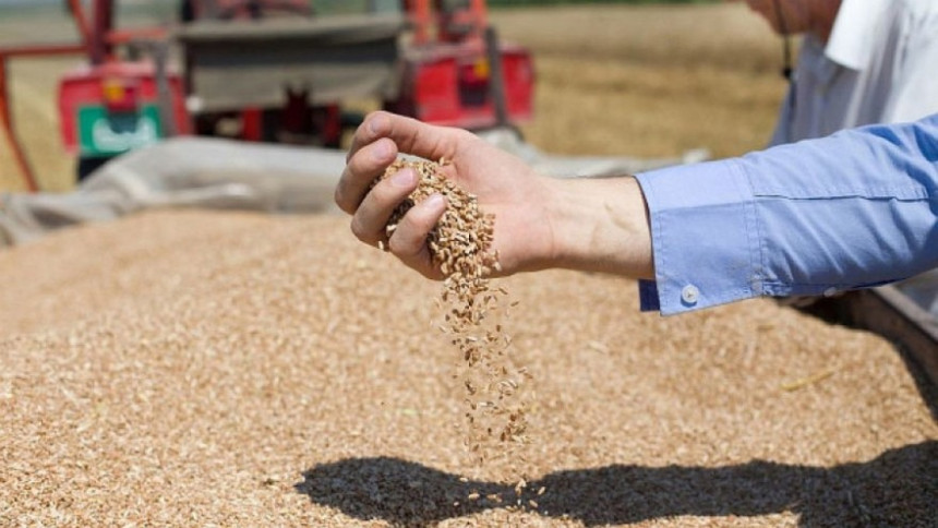 Država treba da se pripremi za otkup viškova pšenice