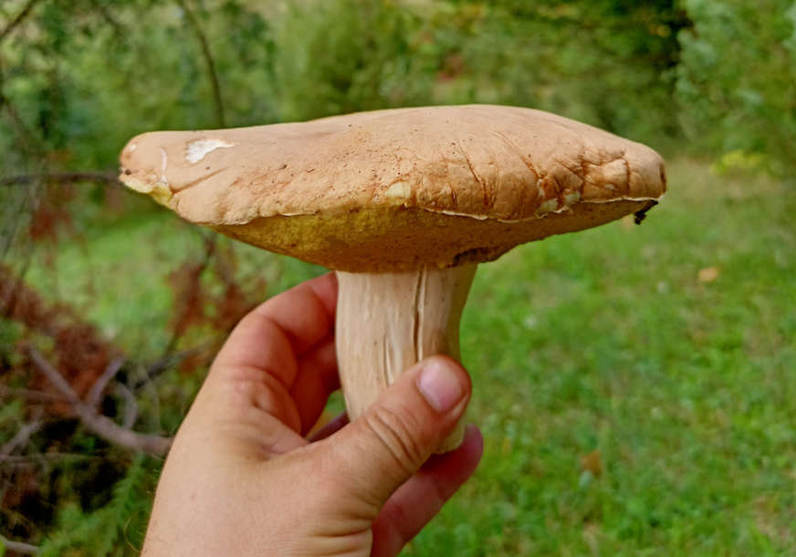 “Lako ih zamijeniti sa jestivim” Koje su najotrovnije gljive u šumama BiH
