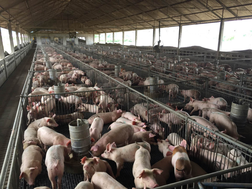 Zašto se veliki farmeri plaše pregleda svinja, šta se krije iza onemogućavanja rada veterinarskih inspektora?