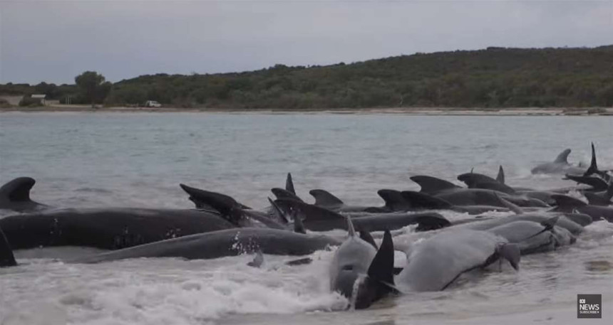 Više od 50 kitova uginulo kada su se nasukali na plaži