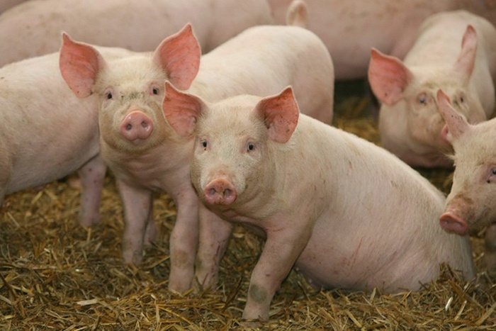 Zbog svinja koje su uginule ili eutanazirane farmeri u Srpskoj traže nadoknadu po tržišnim cijenama