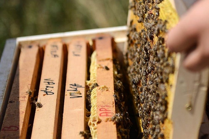 Hercegovački pčelari očekuju solidan prinos meda