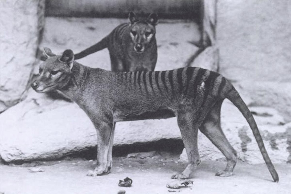 Tasmanijski tigar se vraća iz mrtvih