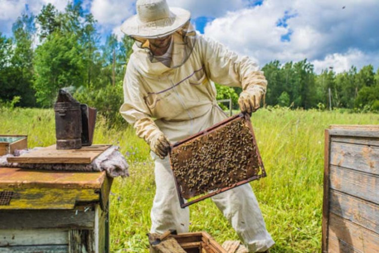 Teška godina za pčelare i pored rekordnih podsticaja