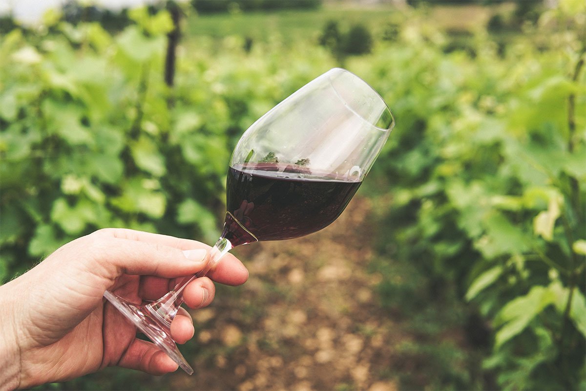 Svjetska proizvodnja vina pala na najniži nivo od 1961. godine