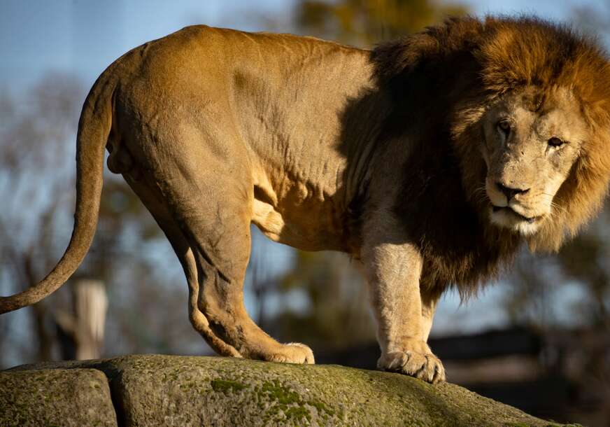 Lav pobjegao iz cirkusa, stanovništvu rečeno da ne izlaze iz kuća