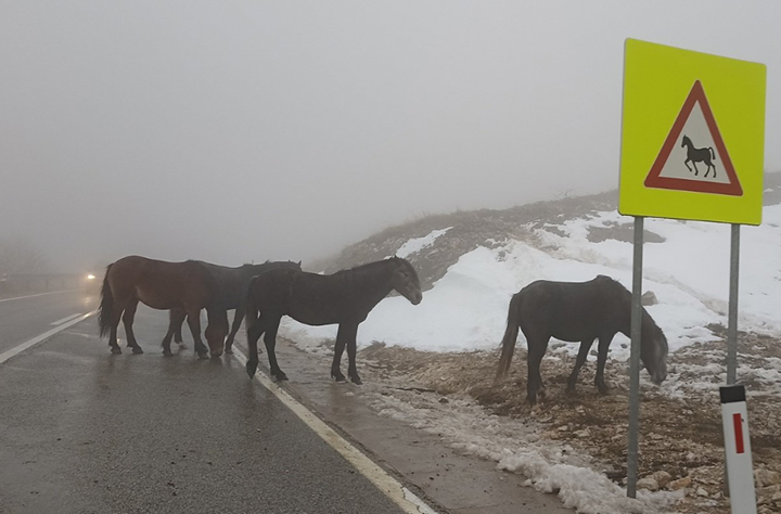 Divlji konji na putu preko prevoja Borova glava