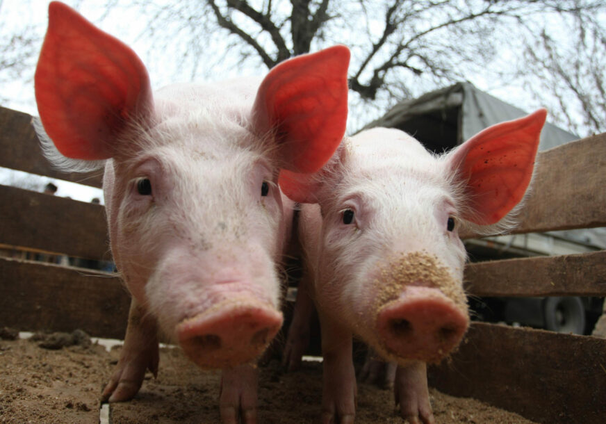 Tek treba da krene oporavak u proizvodnji: Afrička kuga svinja u Srpskoj ostavila pustoš, farmeri se nadaju BOLJOJ SITUACIJI
