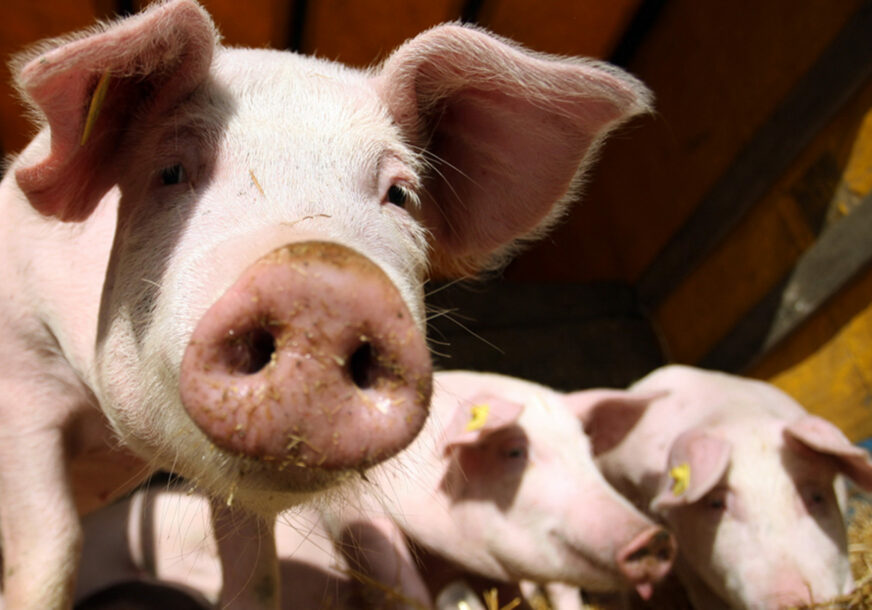 „Eutanazirano je 45.000 svinja“ Farmeri iz Semberije ogorčeni, najavljuju proteste jer još uvijek čekaju isplatu od 8 miliona maraka štete