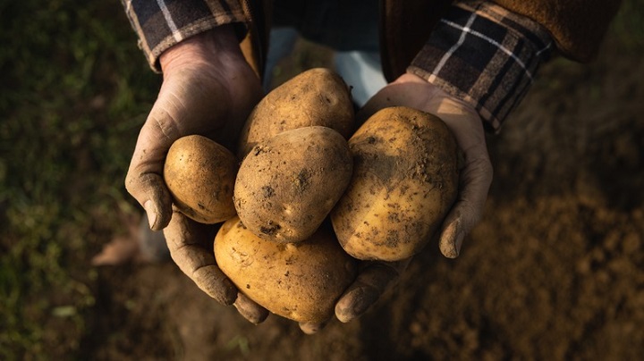 Francuzi uzgajaju najskuplji krompir na svijetu