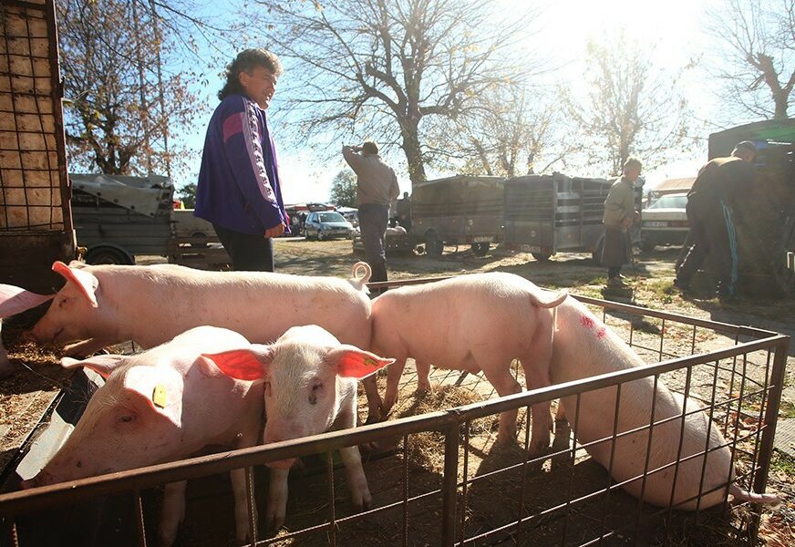 Nisu svi zadovoljni: Najavljeni podsticaji nisu po mjeri uzgajivačima svinja