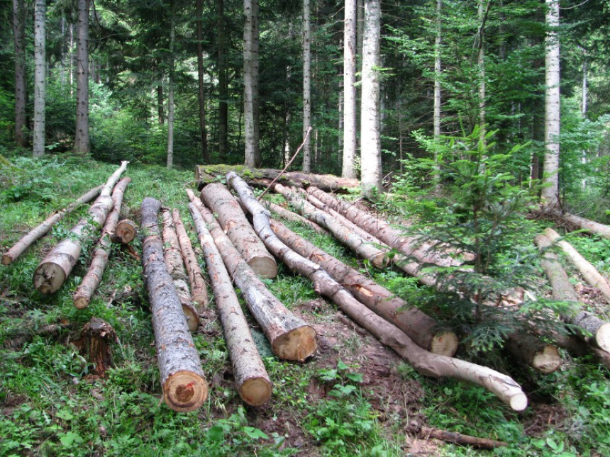 Inspekcija Srpske zabranila rad četiri šumska gazdinstva
