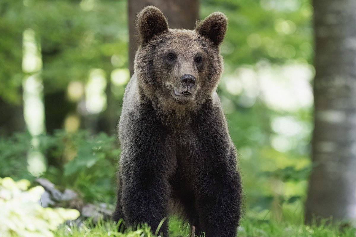 Medvjed „upao“ na sahranu u Rumuniji