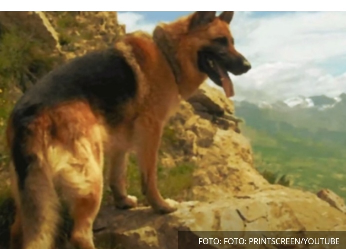 Jedini pas koji je dobio čin majora u Srbiji: Lister je spasio veliki broj života Srba