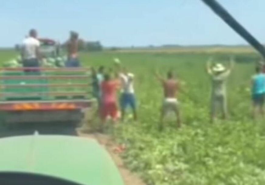 (VIDEO) „ŽIVJEĆE OVAJ NAROD“ Tokom berbe lubenica odvrnuli muziku i krenuli da đuskaju