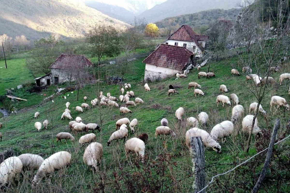 Vukovi bježe od požara na Zelengori pa usred dana napadaju ovce