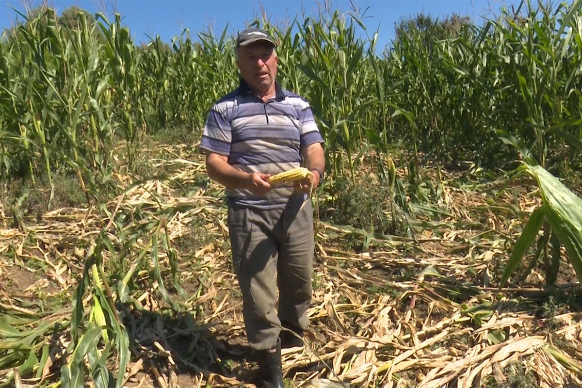 Suša prepolovila urod kukuruza i ojadila farmere