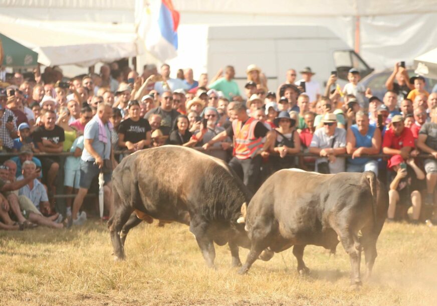 Kočićev zbor ulazi u finale: Stižu bikovi, za titulu „Jablan“ boriće se Ringišpil, Peran i još 33 bodača živopisnih imena