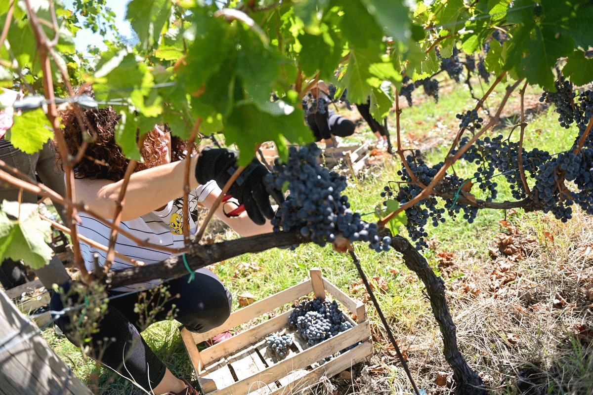 Berba grožđa u Srpskoj ove godine poranila: Vinari očekuju vrhunska vina