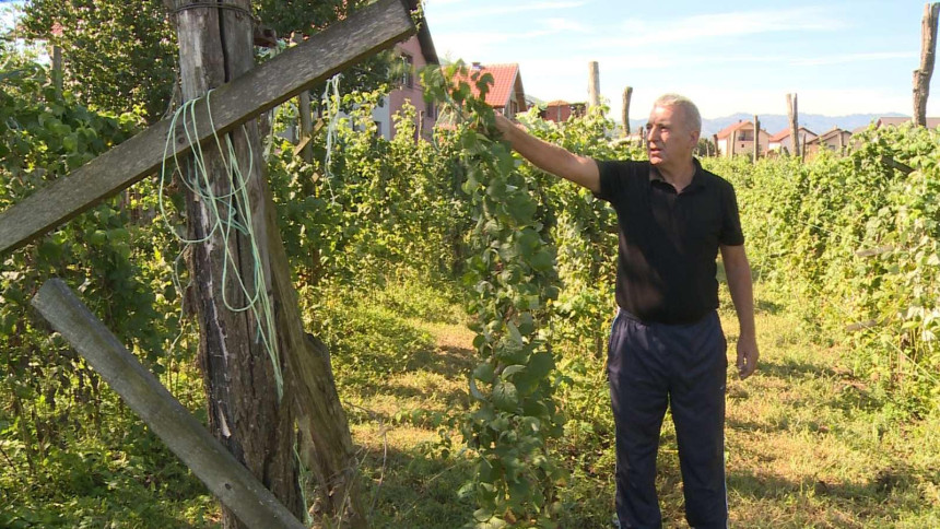 Malinari ojađeni: Niska otkupna cijene maline